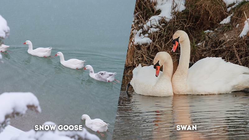 snow goose vs swan Family Units