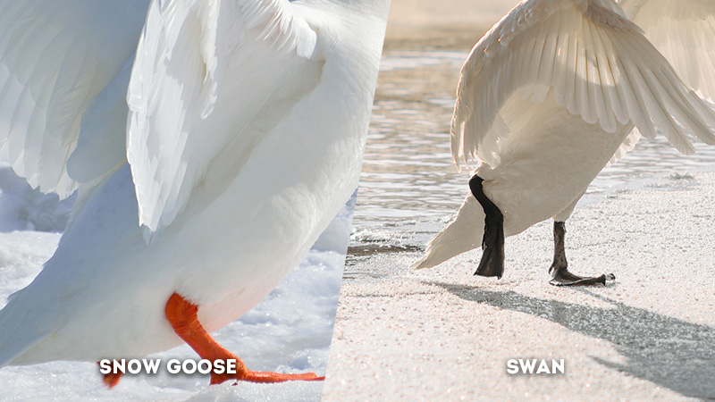 snow goose vs swan Feet Color