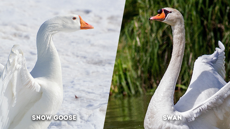 snow goose vs swan Neck Lenth