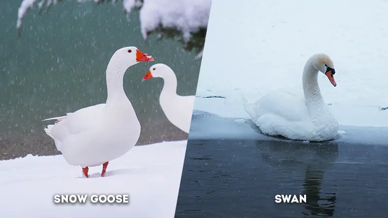 snow goose vs swan Body Size