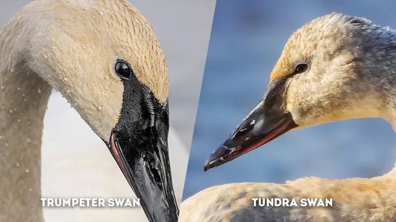 trumpeter swan vs tundra swan Eye 