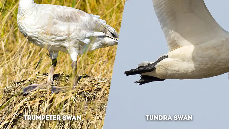trumpeter swan vs tundra swan Leg