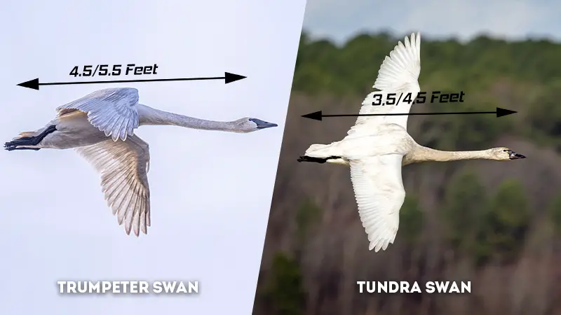 trumpeter swan vs tundra swan Size