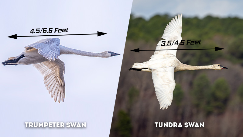 trumpeter swan vs tundra swan Size