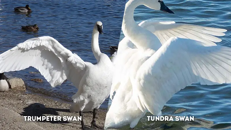 trumpeter swan vs tundra swan Wingspan