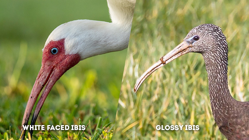 white faced ibis vs glossy ibis Eye Color