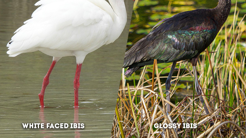 white faced ibis vs glossy ibis LEg Color