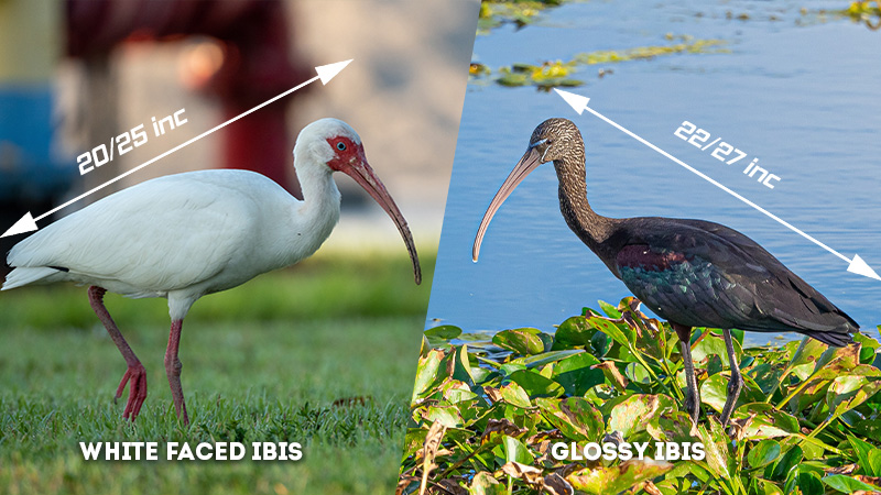 white faced ibis vs glossy ibis Size