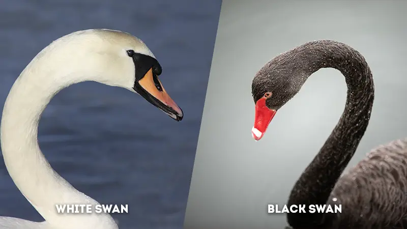 white swan vs black swan Neck