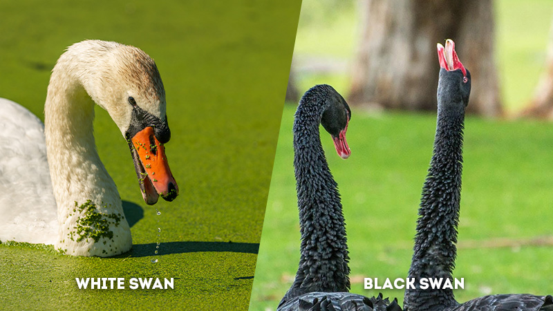 white swan vs black swan Voice