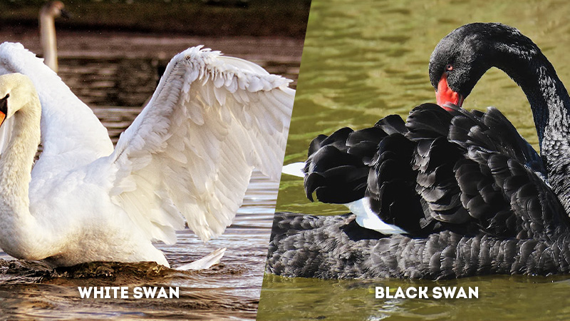 white swan vs black swan Wing Span