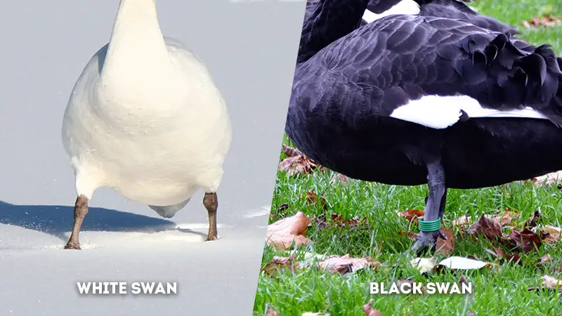 white swan vs black swan Leg Color