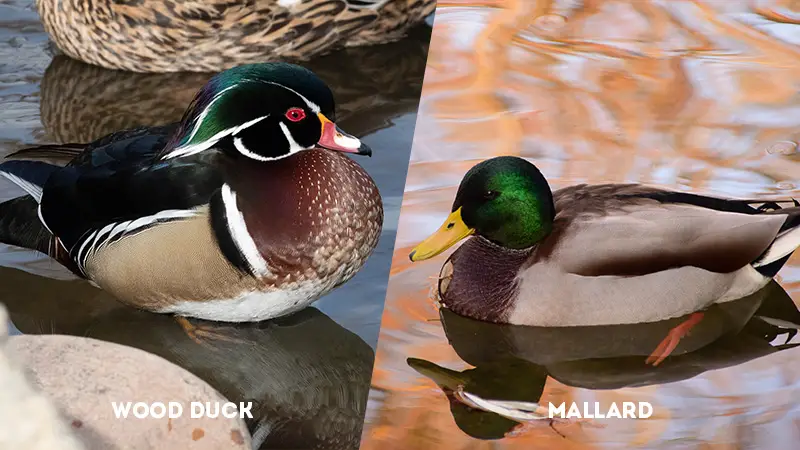 wood duck vs mallard Body Size