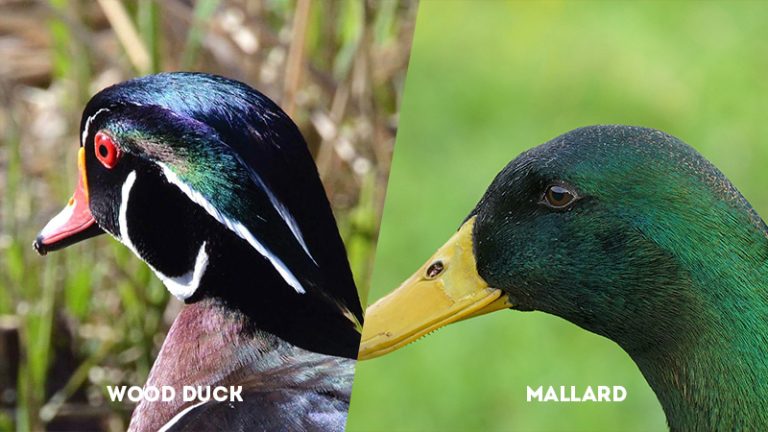 Wood Duck Vs Mallard: How Are They Different? - The Worlds Rarest Birds