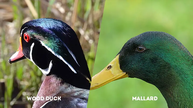 wood duck vs mallard head shape