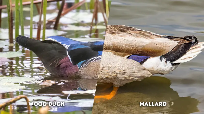 wood duck vs mallard Tail