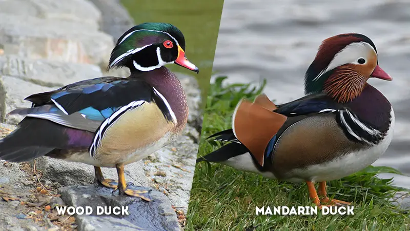 wood duck vs mandarin duck Body Shape