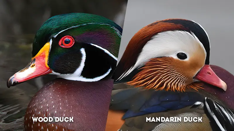 wood duck vs mandarin duck Eye Color