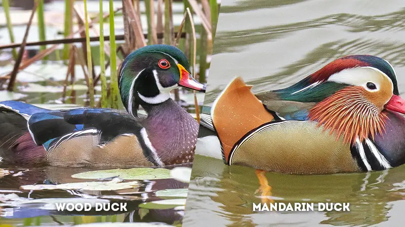 wood duck vs mandarin duck Feather Patterns