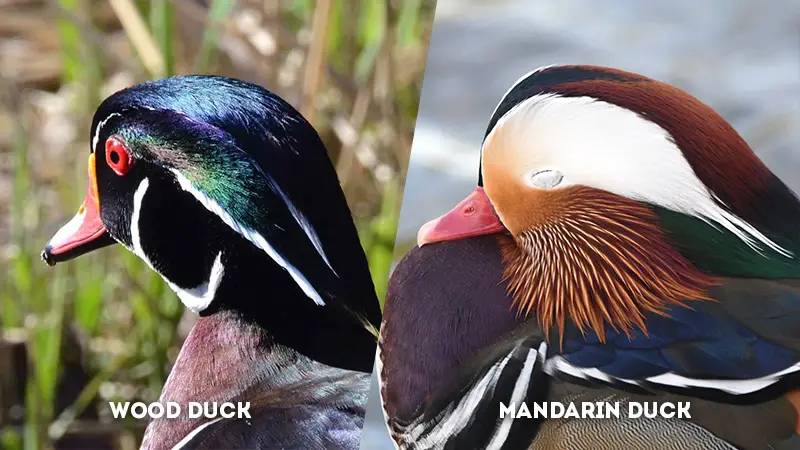 wood duck vs mandarin duck Head Color