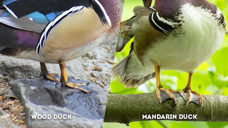 wood duck vs mandarin duck Leg Color