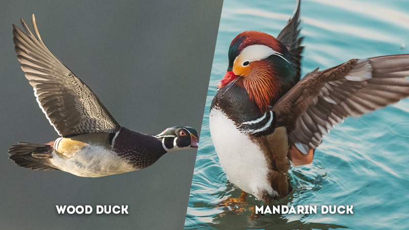 wood duck vs mandarin duck Wing Patterns