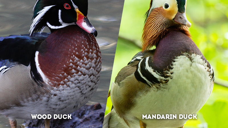 wood duck vs mandarin duck Belly Color