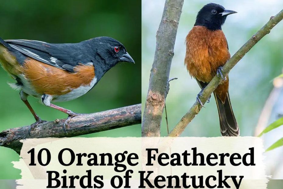 10 orange birds in kentucky