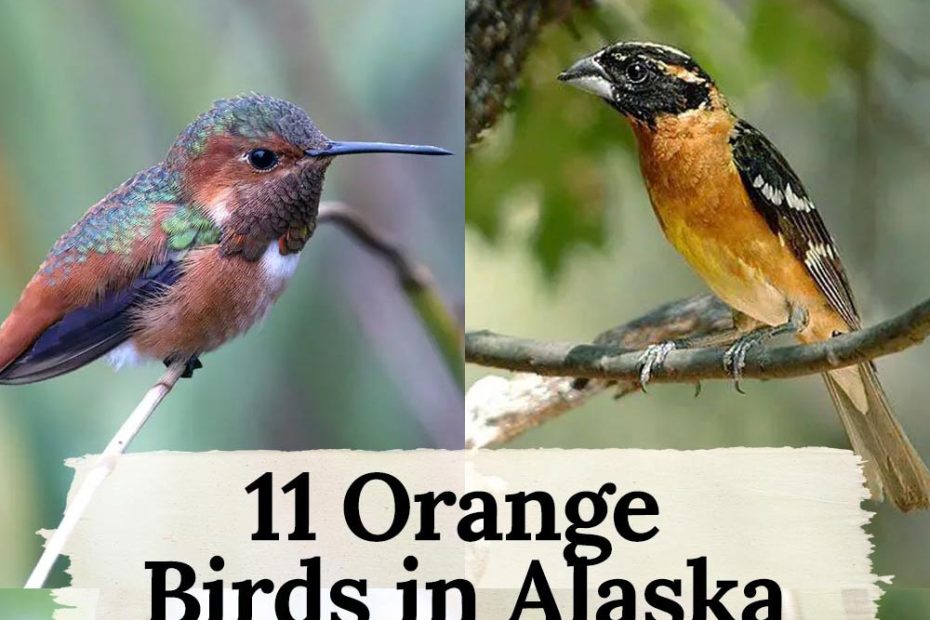 11 orange birds in Alaska