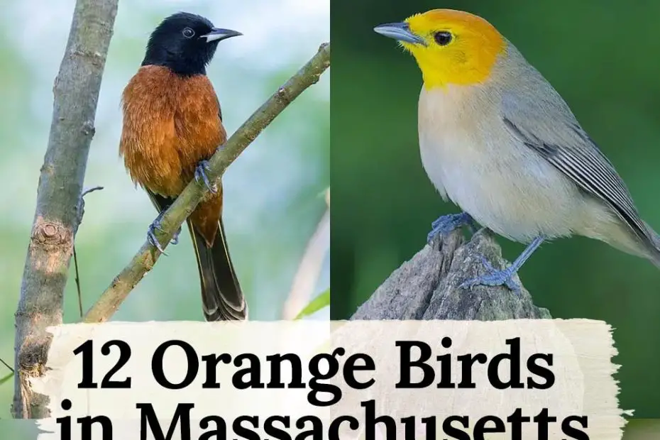 Orange Birds in Massachusetts