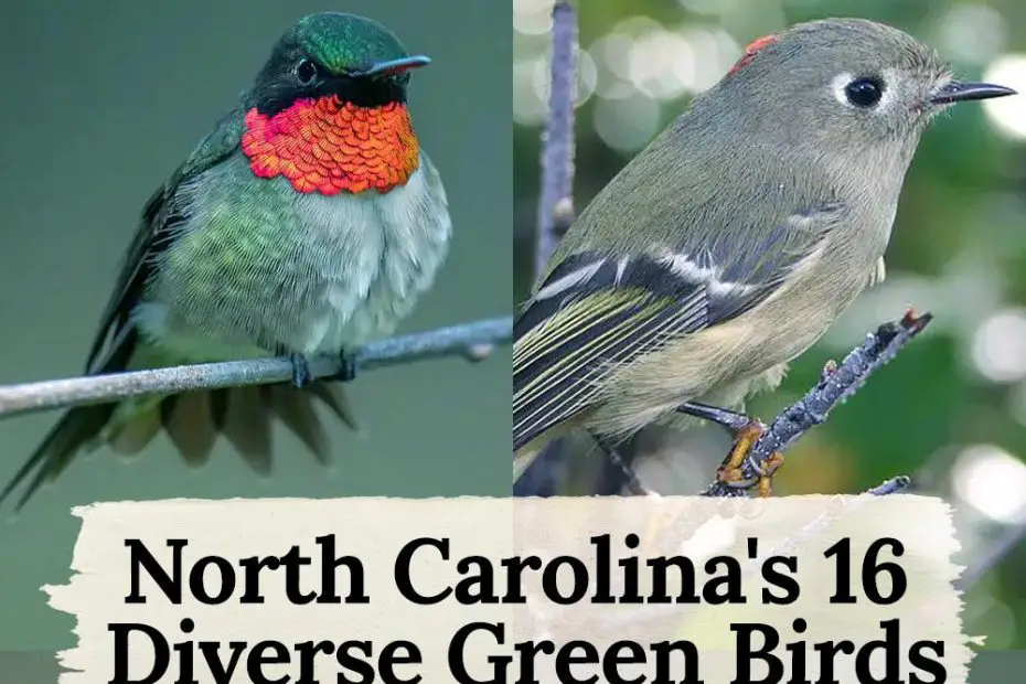 green birds in North Carolina