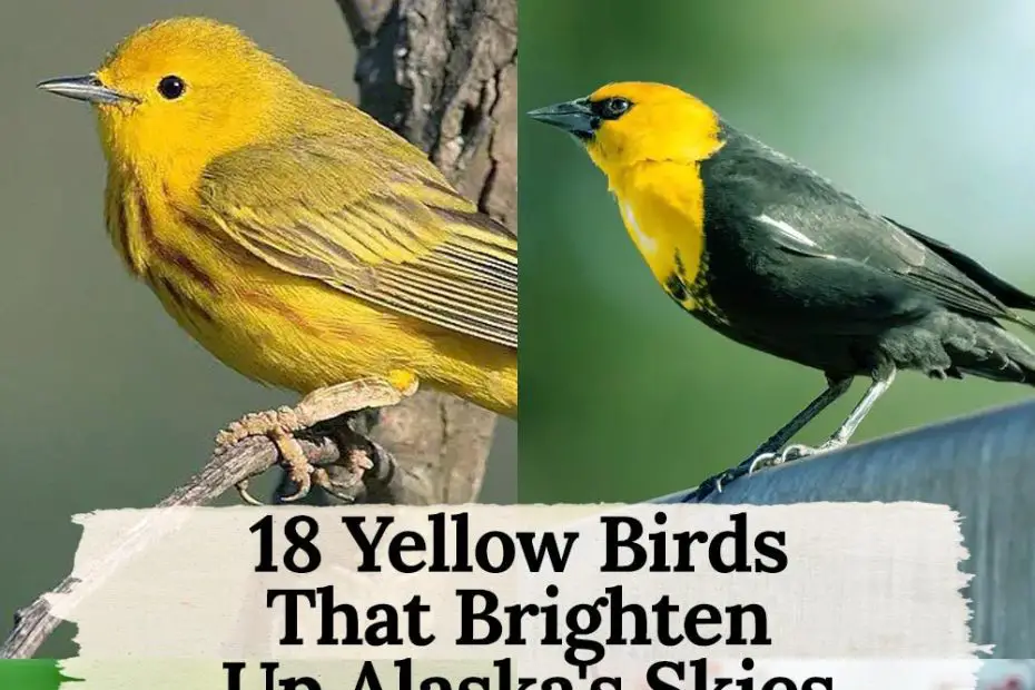 18 yellow birds in Alaska