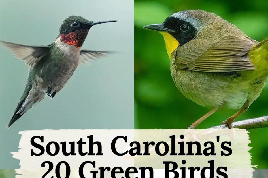 20 green birds in South Carolina