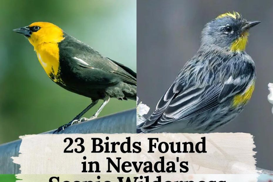 yellow birds in Nevada
