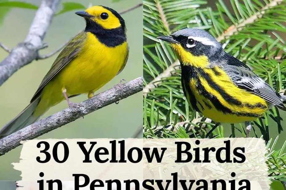 yellow birds in Pennsylvania
