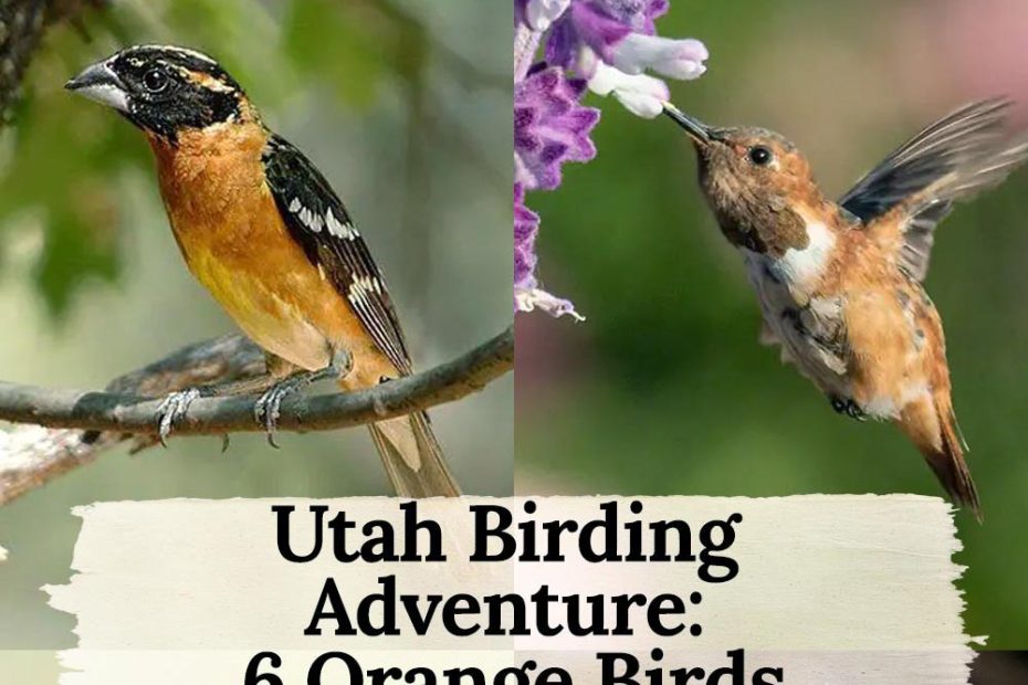 6 Utah Birds