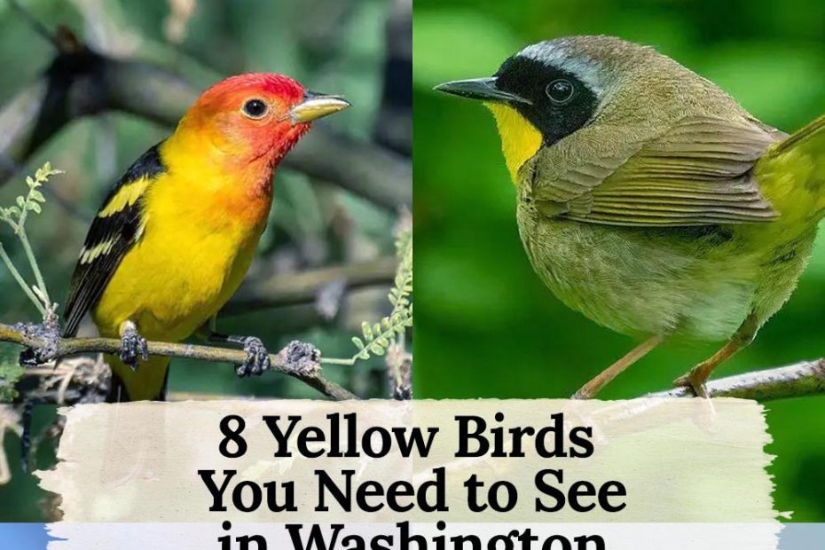8 yellow birds in Washington