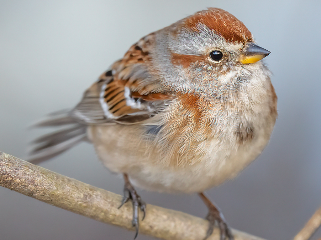 American Tree Sparrow