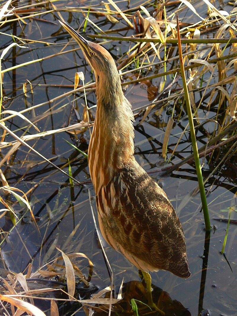 American bittern