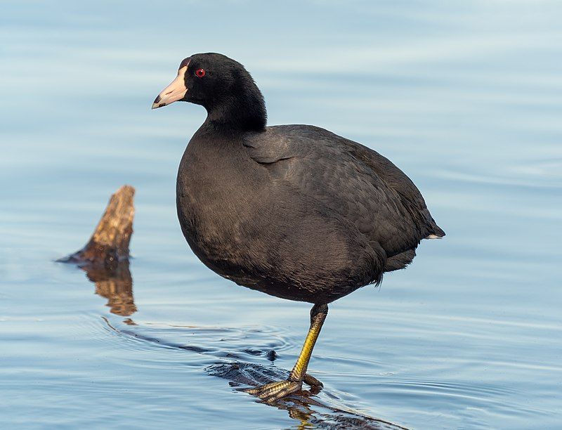 American coot