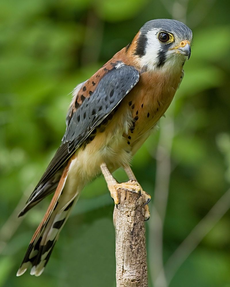 American kestrel