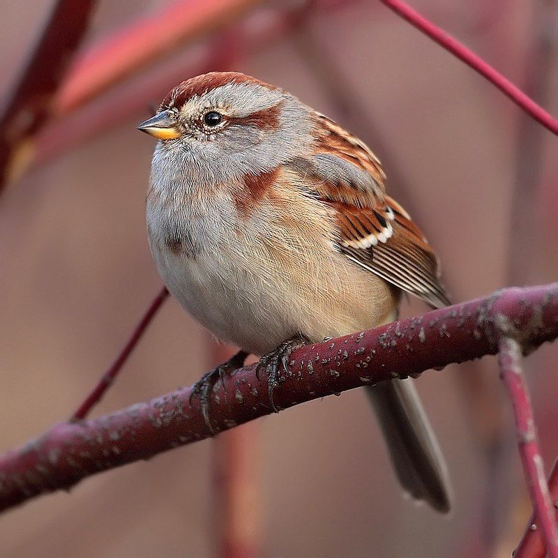 American tree sparrow