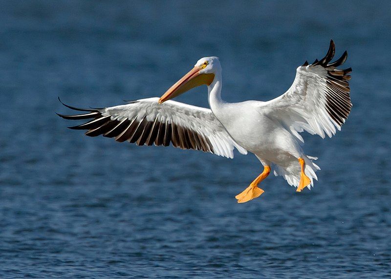 American white pelican