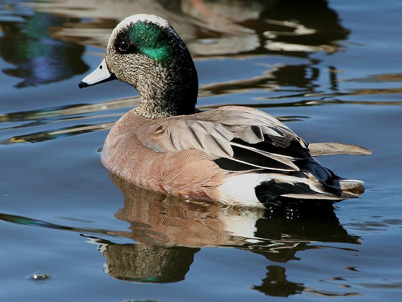 American wigeon