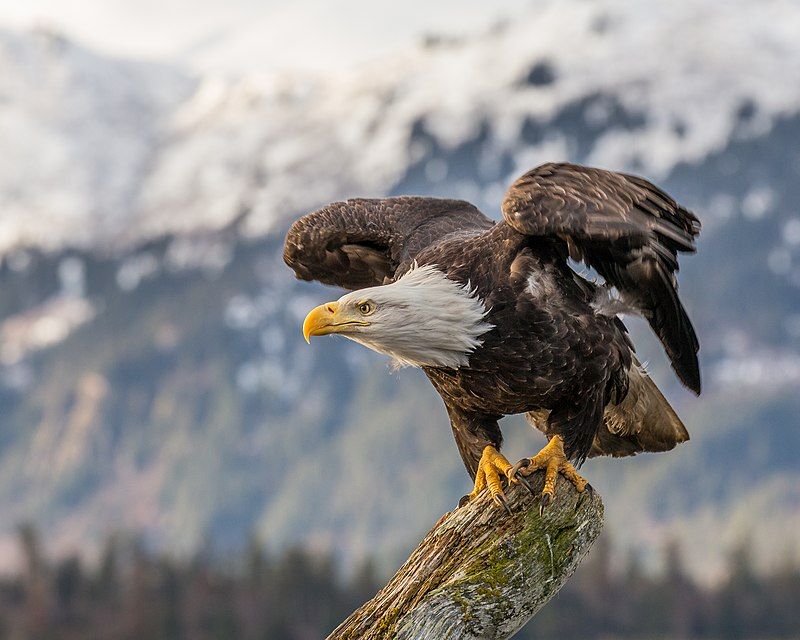 Bald eagle