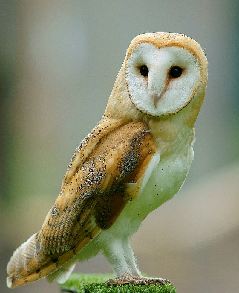 Barn owl