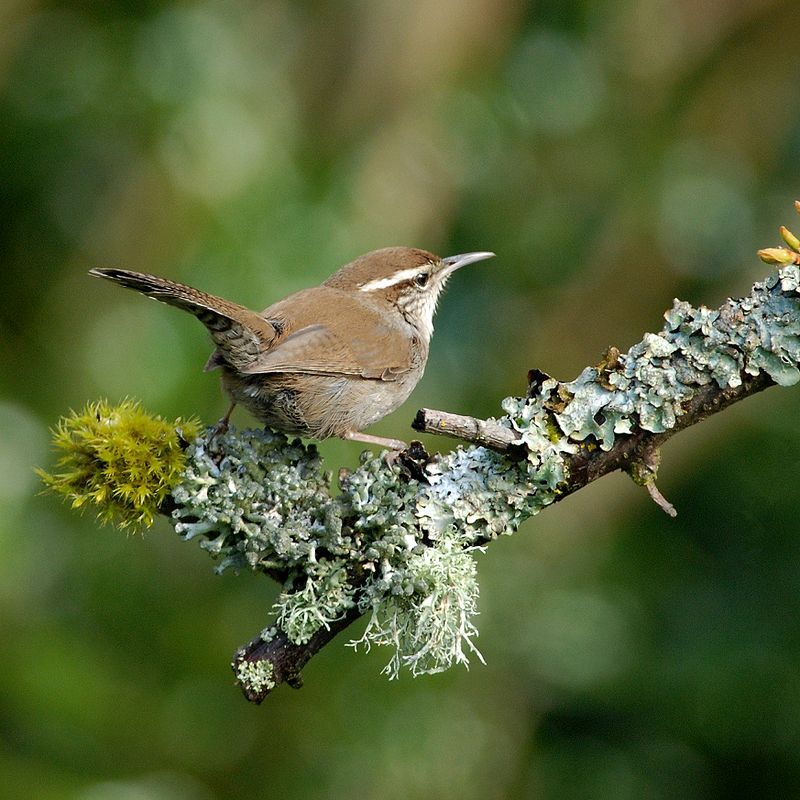 Bewick's wren