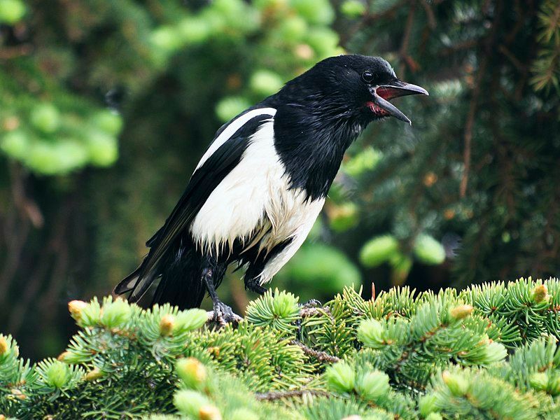 Black-billed magpie