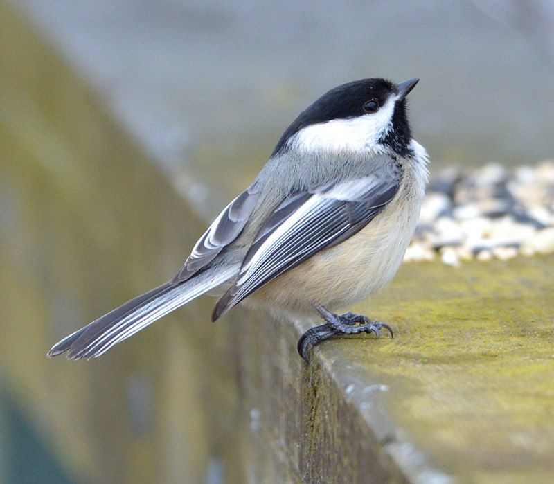 Black-capped chickadee