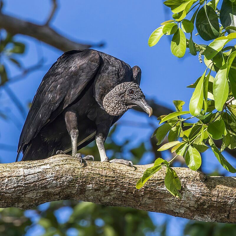 Black vulture